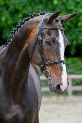 Ornellaia head